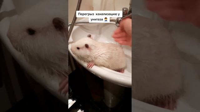 Перегрыз канализацию #нутрия #цезарь #животные #крыса #мышка #капибара #animal #animalfunny смотреть онлайн