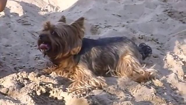 Собачка дышит аж язык заворачивается, лето, солнце, жара, кайф. смотреть онлайн