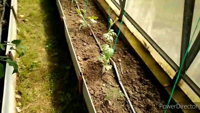 Дача 21 июня, что успела сделать (перцы, баклажаны) смотреть онлайн