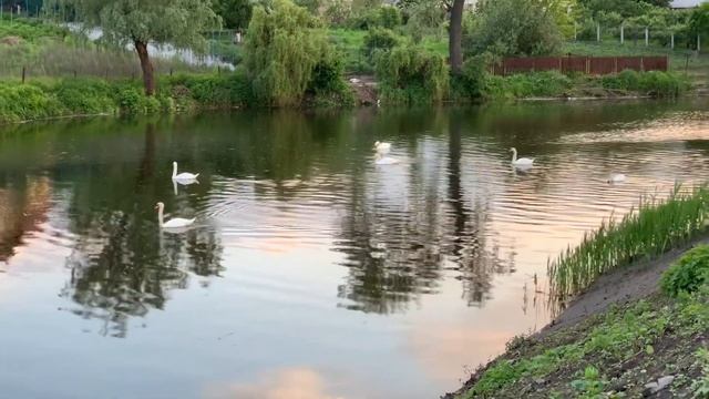 ТАНЕЦ ЛЕБЕДЕЙ ? ЛЕБЕДИНОЕ ОЗЕРО ?  НЕВЕРОЯТНАЯ КРАСОТА ? ДИКАЯ ПРИРОДА ? ФОТО ОХОТА ? ДЕНЬ 10 ?