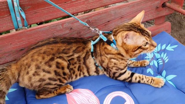 Бенгальский котик Бен смотреть онлайн