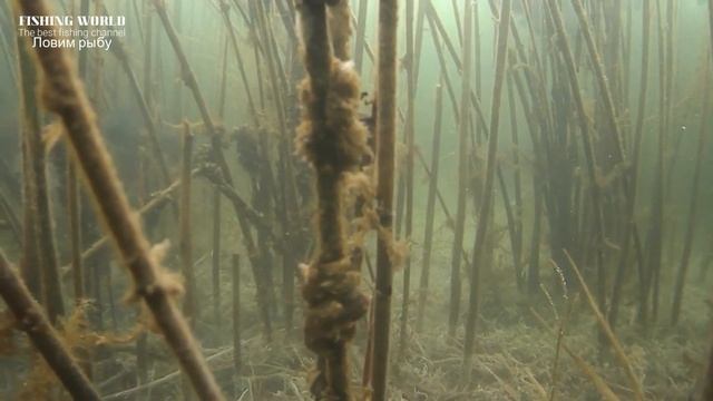 Секретная прикормка для рыбалки зимой Зимняя рыбалка всегда будет удачной С этим новичок наловит смотреть онлайн