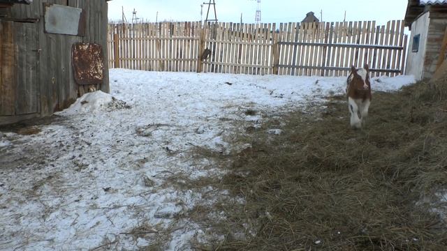 Потоп в спальне и Лорд в сарае/ У нас появился новый питомец! / #ПереездНаАлтай#ПереездВдеревню смотреть онлайн