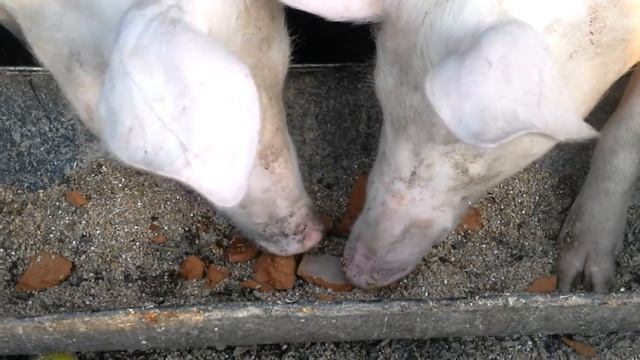 съедобные кирпичи смотреть онлайн