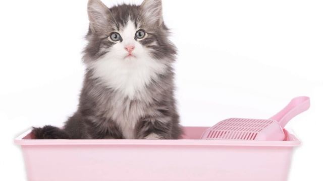 Как научить котенка ходить в лоток смотреть онлайн