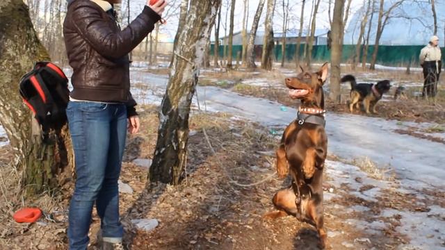 Друг и защитник человека смотреть онлайн