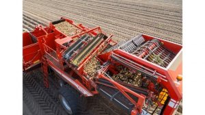 Сорт картофеля «Десятка»