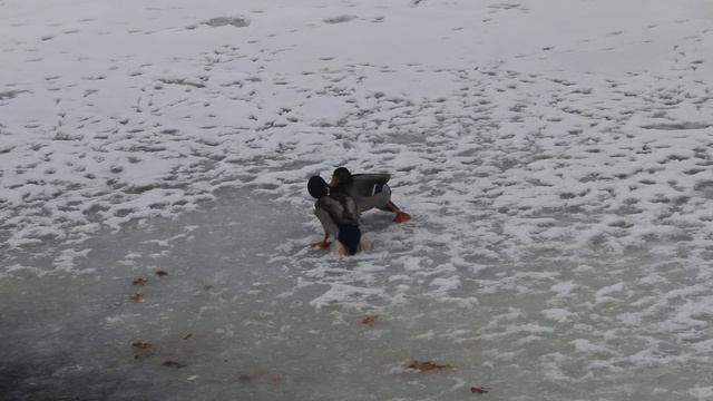 Селезни дерутся за самку 25 января 2022 смотреть онлайн