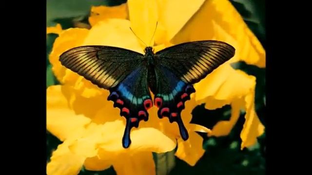 exotic butterflies(экзотические бабочки) смотреть онлайн