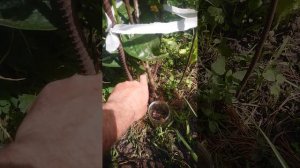 Хурма-Божий Дар-Мой опыт 😅