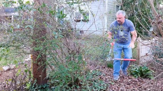 How to Maintain Abelia - Description and Care Instructions смотреть онлайн