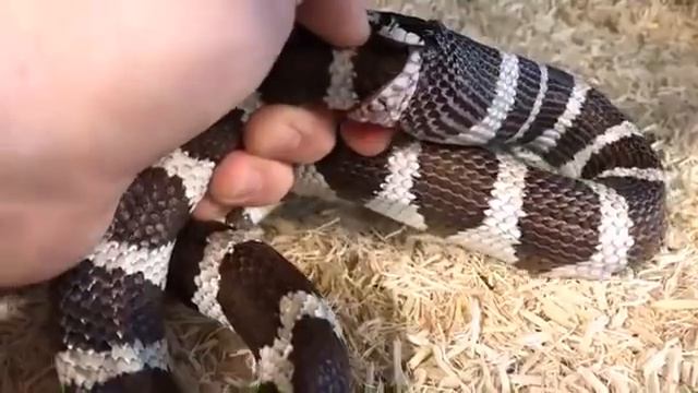 Reptile Sanctuary Saves King Snake From Eating Itself