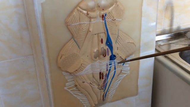 ПРОДОЛГОВАТЫЙ МОЗГ. Ромбовидная ямка проекция ядер ЧМН