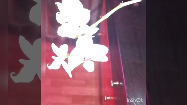 ??? Нежно - лимонная орхидея. Первое цветение. смотреть онлайн