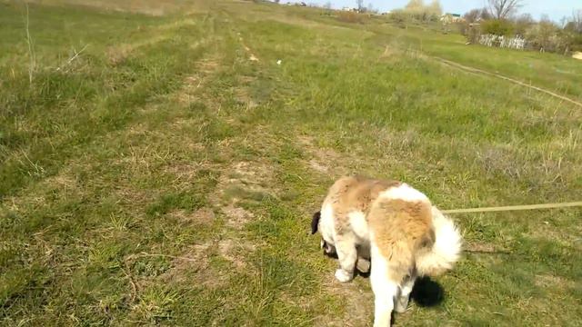 Это любовь. Собака и корова. Dog and cow. Корова целует собаку. Московская сторожевая. смотреть онлайн
