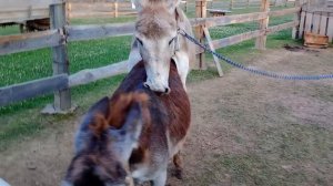 осёл красаучык