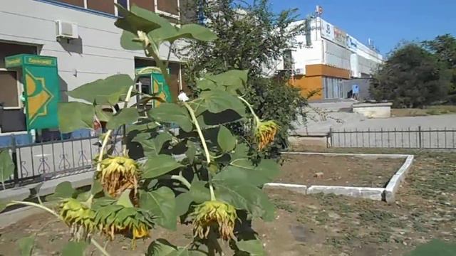 Подсолнух растёт рядом с Халык-банком смотреть онлайн