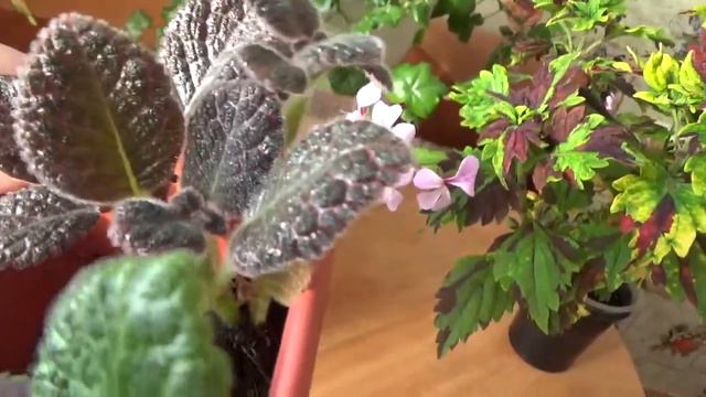 Мои цветы Колеусы ,пеларгония плющелистная ,стрептокарпус ,и остальные . смотреть онлайн