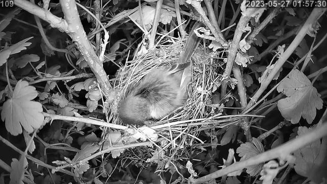 #онлайн_трансляция из гнезда #славки_завирушки. Ночь 26-27 мая 2023 года. смотреть онлайн