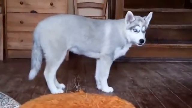 Флёр Делакур Тейсон смотреть онлайн