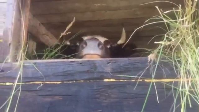 Коси коса, пока роса. Один летний день фермера. Заготовка сена. смотреть онлайн