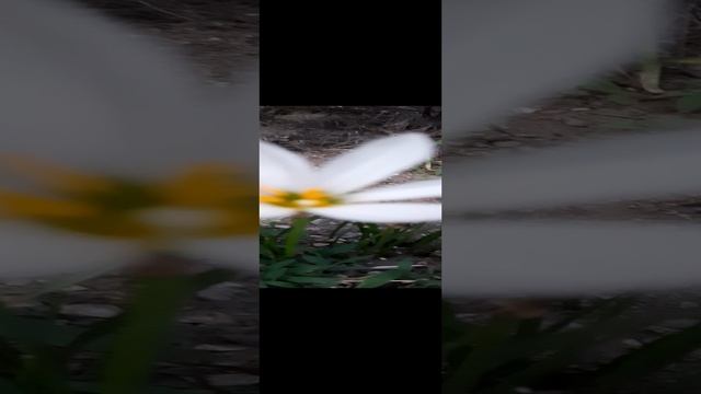 снежные цветы