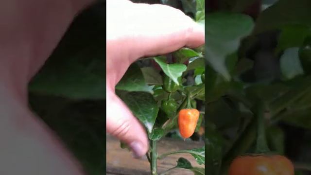 Habanero Orange перец острый 2021 года