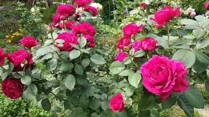 Роза Четырех ветров зацвела. Такого ещё не видели!