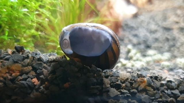 Neritina escargot ! Aquarium 54l смотреть онлайн
