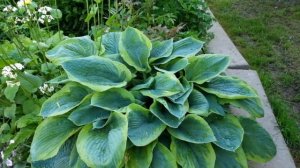 Хоста «Кристмас Три» (Hosta Christmas Tree)