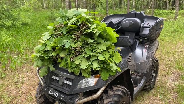 Дубовые веники. Заготовка дубовых веников. смотреть онлайн