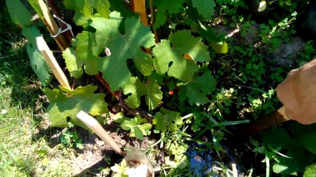 Полив винограда. Как определить степень полива. (Способы полива)
