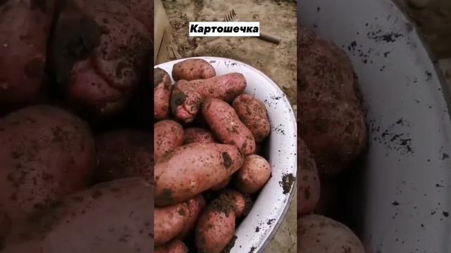 Дачный картофель #картофель #картошка #олегбуянов #буяновсыроед смотреть онлайн