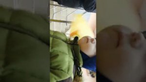 Продали не совершила летним мальчику энергетик + я упал извините за мат☹️😞😳😨