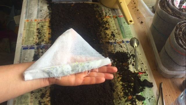 Правильная подготовка семян лука-чернушки.От по посева до результата смотреть онлайн