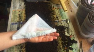 Правильная подготовка семян лука-чернушки.От по посева до результата