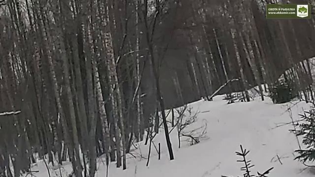 Охота на зайца смотреть онлайн