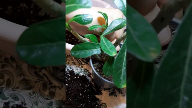 АДЕНИУМ, мои крохи ! смотреть онлайн