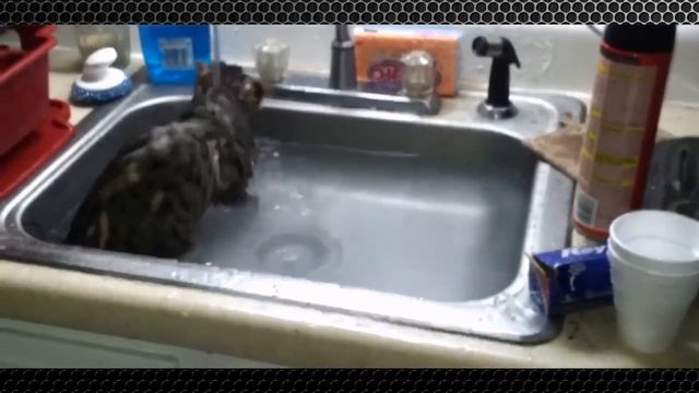 Почему кошки боятся воды? / Как правильно помыть кошку? смотреть онлайн