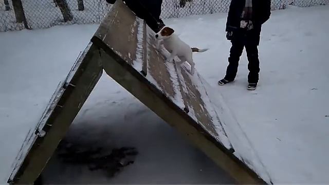 Дрессировка собак _-групповые занятия смотреть онлайн