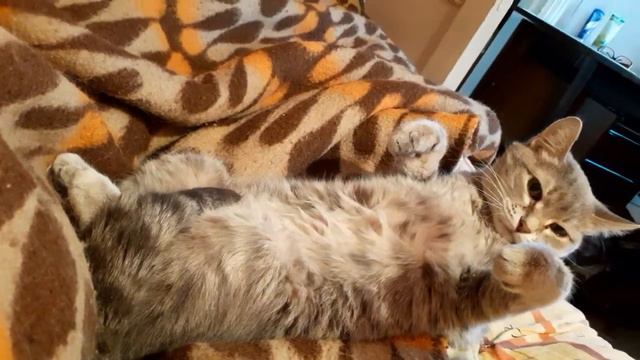 3 февраля 2022 г. Вставай поднимайся рабочий народ☀️😾 смотреть онлайн