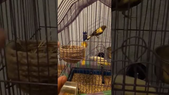 Советы про канареек смотреть онлайн