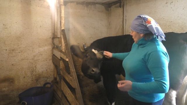 Горькое молоко у коров/Осенние 