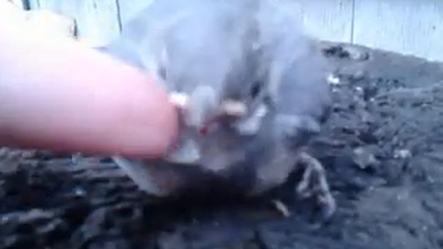 Птенец из второго выводка трясогузки!!! смотреть онлайн