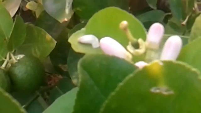 Серая горная кавказская пчела- HoneyBees on Lemon Tree in October смотреть онлайн