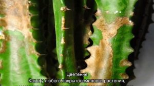 Молочай  трехгранный — уход в домашних условиях