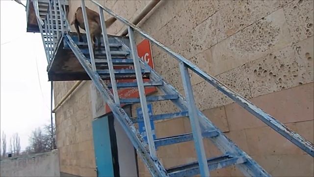 Нуцал и Грис тренировка пустотелая лестница без прутьев смотреть онлайн