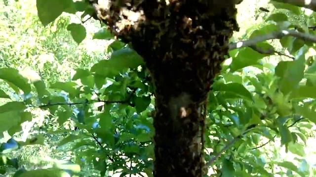 Ленивый пчеловод. Как поймать рой без заморочек смотреть онлайн