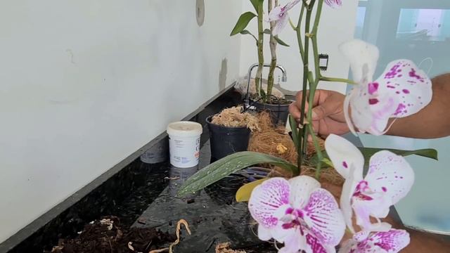 PHALAENOPSIS COMO PLANTAR /PHALAENOPSIS MANIA смотреть онлайн