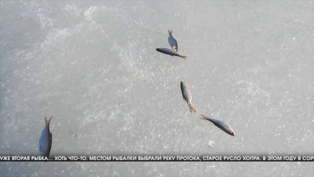 "СЕРЕБРЯНАЯ МОРМЫШКА": в Волгоградской области прошел рыболовный фестиваль смотреть онлайн